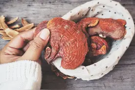 炒得火热的灵芝孢子粉，到底有什么功效？癌症病人可以吃吗？图片