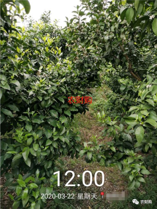 5个真实果园案例分析！下肥、保果、打药工作详解，对号入座