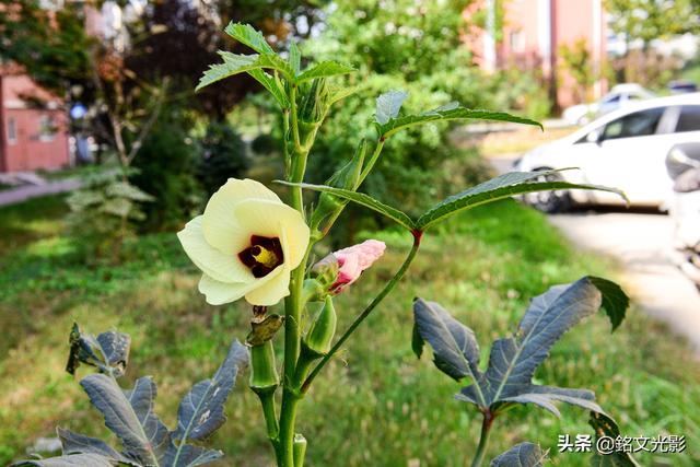 咖啡黄葵花可赏,果可食