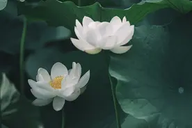 写给最爱的人：爱上你，是缘分，想念你，是情深图片