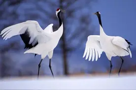 “家挂三画，添福续寿”，长辈的祝寿礼到底怎么挑？图片