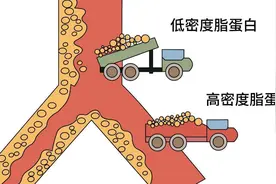 体检查出低密度脂蛋白偏高的人，建议平时远离这4种食物图片