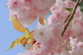 春天“花粉过敏”别冤枉花花了！敏感友友们速速Get春天赏花Tips图片