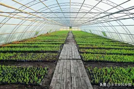 农民用一亩大棚培育蔬菜苗出售，年收入8万元，他是如何做到的？图片