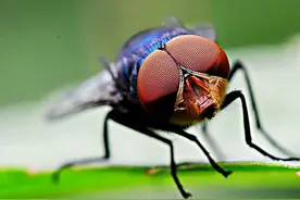 苍蝇为什么要把头拧下来玩？明知装不回去，为何还要把头取下来？图片