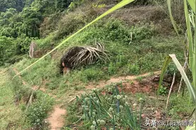 泸州方山有奇石，半山腰旁听吹箫，为何能吸引八仙之一的韩湘子？图片