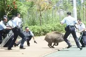 陕西合法捕获野猪，一头奖励2500，不能下毒不可用枪，空手能拿下图片