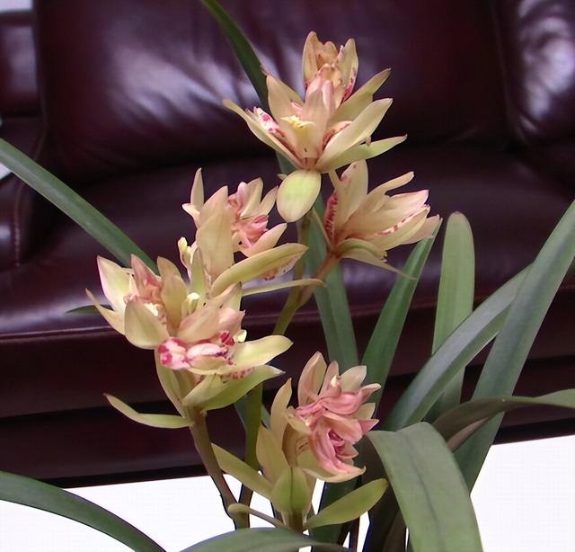 农村种植兰花花卉视频(一木花卉兰花讲解视频)-措必培