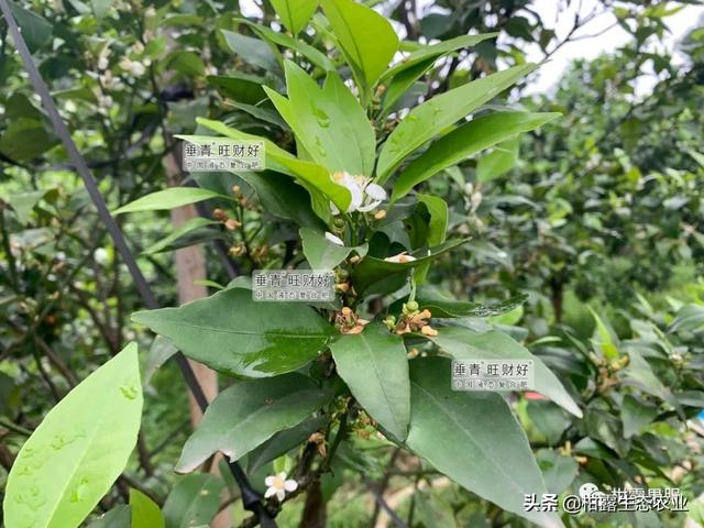 干货来啦！不同柑橘品种的一保药剂方案分享