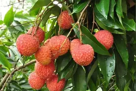 农业科普｜荔枝的采后处理与保鲜技术图片