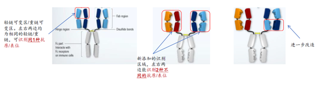 1+1＞2，双特异性抗体的最新研究进展