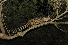 广东惠州发现只奇怪的“狸猫”，尖嘴大尾巴，会偷鸡，会帮人捕鼠图片