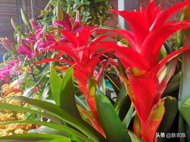 零差评！当氨基酸益生菌草莓碰上年宵花，这个春节既喜庆又甜蜜