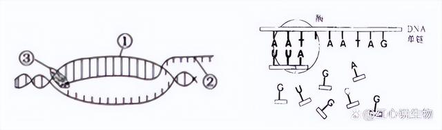 高中生物-基因的本质与表达