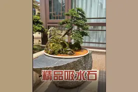 （盆景吸水石）造型嵯峨、嶙峋，给人一种假山乱真山的感觉图片