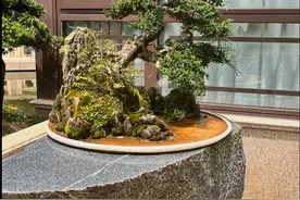 （盆景吸水石）造型嵯峨、嶙峋，给人一种假山乱真山的感觉图片
