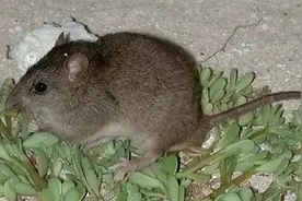 痛心！澳洲特有的啮齿类动物珊瑚裸尾鼠已灭绝图片