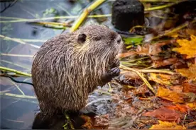 上海多地发现“大老鼠”！一只重达17公斤，谁能降服它们？图片