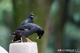 新手养八哥容易犯的错误图片