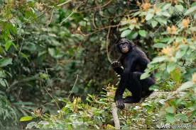 猿形毕露，从猩猩身上看到人类的爱恨情仇（三）图片