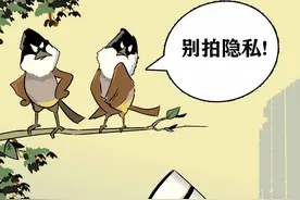 【古今滔滔】叫声堪比画眉，可惜被名字耽误的鸟儿图片