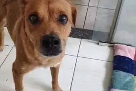 狗狗被带去做绝育，麻醉醒来后伤心欲绝，在医院撒泼打滚进行报复图片