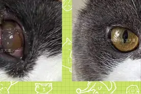 猫角膜溃疡、角膜破损的治疗图片