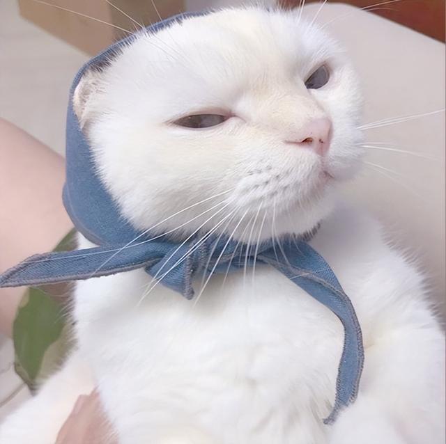 Ъ㻹֪Щ