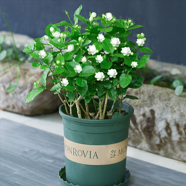 盆景花卉图片大全及花名(盆景花卉图片大全及花名荷花)