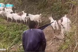 汉中25岁残疾小伙用视频记录放羊生活，村支书：已落实民政特殊供养政策图片
