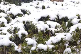 新一轮寒潮又要到了！2022年还有“倒春寒”吗？答案已出图片