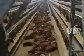 养鸡场风机断电 鸡笼变蒸笼 2小时间4000多只鸡被热死 养殖户:这批鸡还是贷款养的 损失约20万元图片