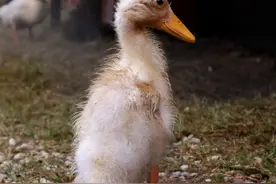 禽医静心谈小鹅拉石灰样粪便是什么原因鹅拉石灰样粪便怎么办图片