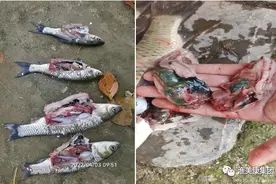 保护你的“小心肝”！夏季草鱼肝胆综合症高发，这样预防最有效图片