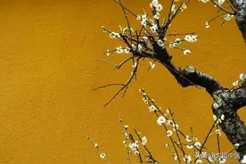 治牙痛有好方图片