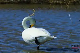 新疆阿勒泰一年四季游玩攻略都在这里图片