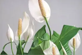 白掌怎么养？有4个技巧，叶子长满盆，开花不停，高雅漂亮寓意好图片