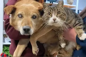 猫狗相依为命8年，狗狗因失明被赶出家门，猫咪跟着一起离开图片