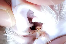 猫咪有了“耳螨”？别担心，这5个小步骤帮你处理！图片