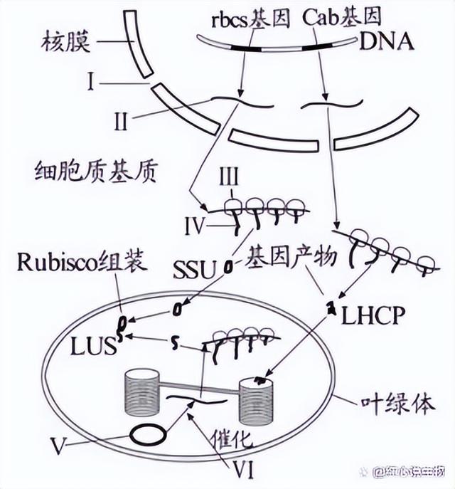 高中生物-基因的本质与表达