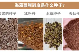 海藻面膜到底是什么种子？海藻面膜的功效与作用？（揭秘真相）图片