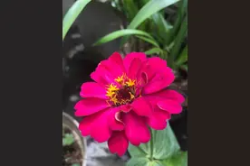 《百花集》（三百九十一）图片