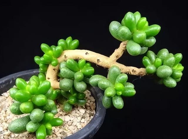 270种常见多肉图谱，一分钟认全！