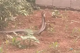 今天清晨看到双蛇交配，爷爷说会倒霉运，是真的假的？图片