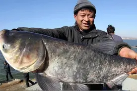 三峡大坝蓄水近20年，堪称鱼类天堂，里面最大的鱼有1000斤么？图片