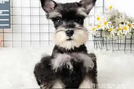 雪纳瑞价格多少钱一只？鉴定雪纳瑞的六种方法？图片