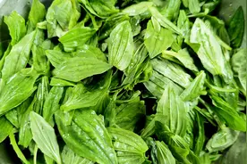 立夏后，遇到车前草别手软，全身是宝，却常被当成野草，别不懂吃图片