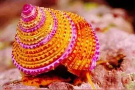 分享图片一罕见奇特美丽的海螺！从未见过，太美太漂亮啦图片