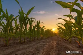 勤劳善良的嫂子（为你擦泪之37）图片