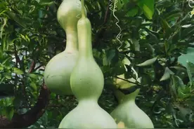 可食用可观赏可把玩，像一首暖心的曲子，深入百姓生活的方方面面图片